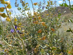 Psorothamnus arborescens minutifolius