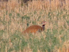 Eupodotis caerulescens