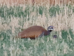 Eupodotis caerulescens