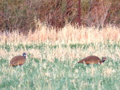 Eupodotis caerulescens