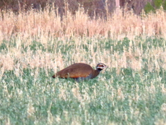 Eupodotis caerulescens