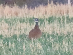 Eupodotis caerulescens