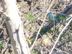 Passerina leclancherii