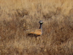 Eupodotis caerulescens