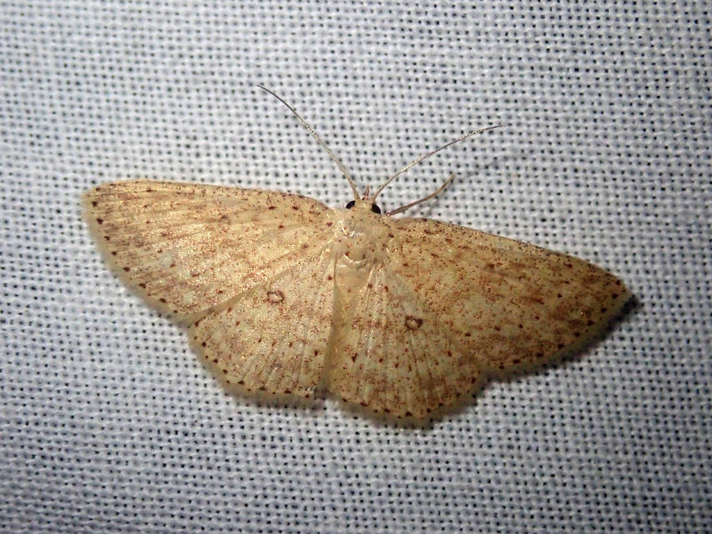 Perixera dithyma