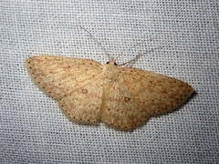 Perixera dithyma