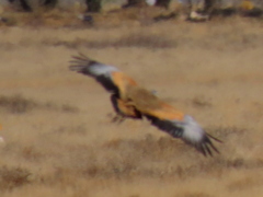 Eupodotis caerulescens