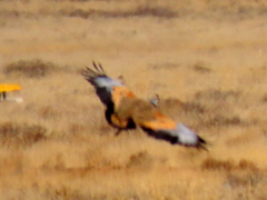 Eupodotis caerulescens