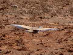 Eupodotis caerulescens