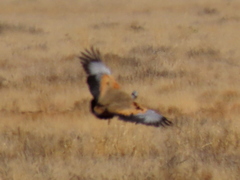 Eupodotis caerulescens