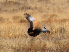 Eupodotis caerulescens