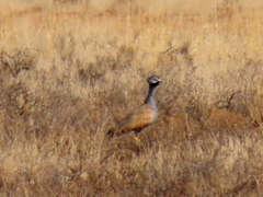 Eupodotis caerulescens