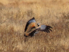 Eupodotis caerulescens