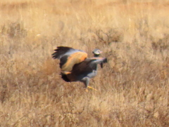 Eupodotis caerulescens