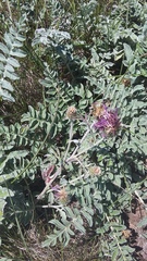 Psephellus declinatus