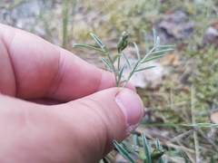 Astragalus arenarius