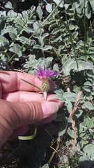 Psephellus declinatus