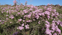 Limonium tuberculatum