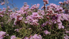 Limonium tuberculatum