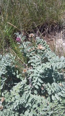 Psephellus declinatus