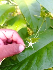 Rytidostylis gracilis