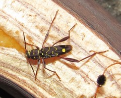 Cotyclytus curvatus