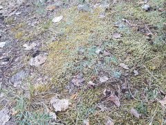 Astragalus arenarius