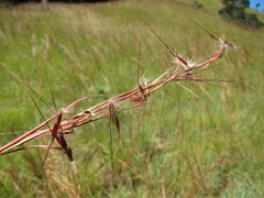 Hyparrhenia newtonii image