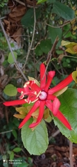 Passiflora tholozanii