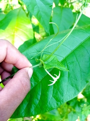 Rytidostylis gracilis