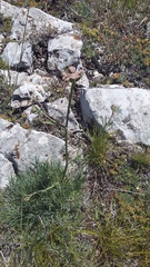 Seseli lehmannii