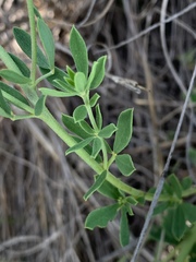 Lotus discolor