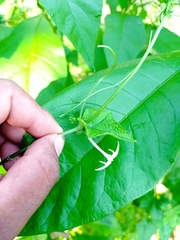 Rytidostylis gracilis