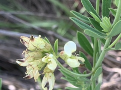 Lotus discolor