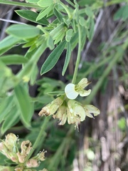 Lotus discolor
