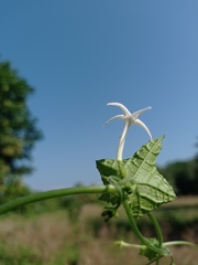 Rytidostylis gracilis