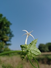 Rytidostylis gracilis