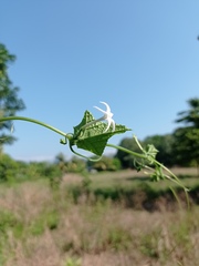 Rytidostylis gracilis