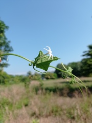 Rytidostylis gracilis