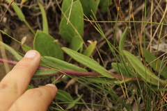 Senecio formosus