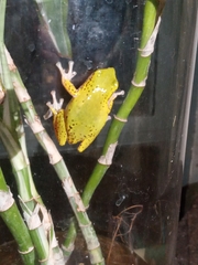 Hyperolius kivuensis