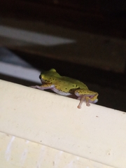 Hyperolius kivuensis