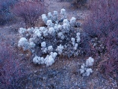 Cylindropuntia multigeniculata