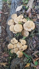 Armillaria mellea