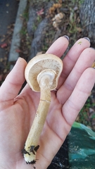 Armillaria mellea