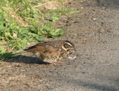 Turdus iliacus coburni