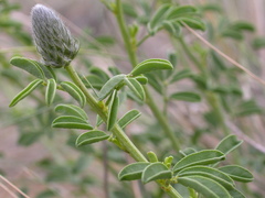 Dalea ornata