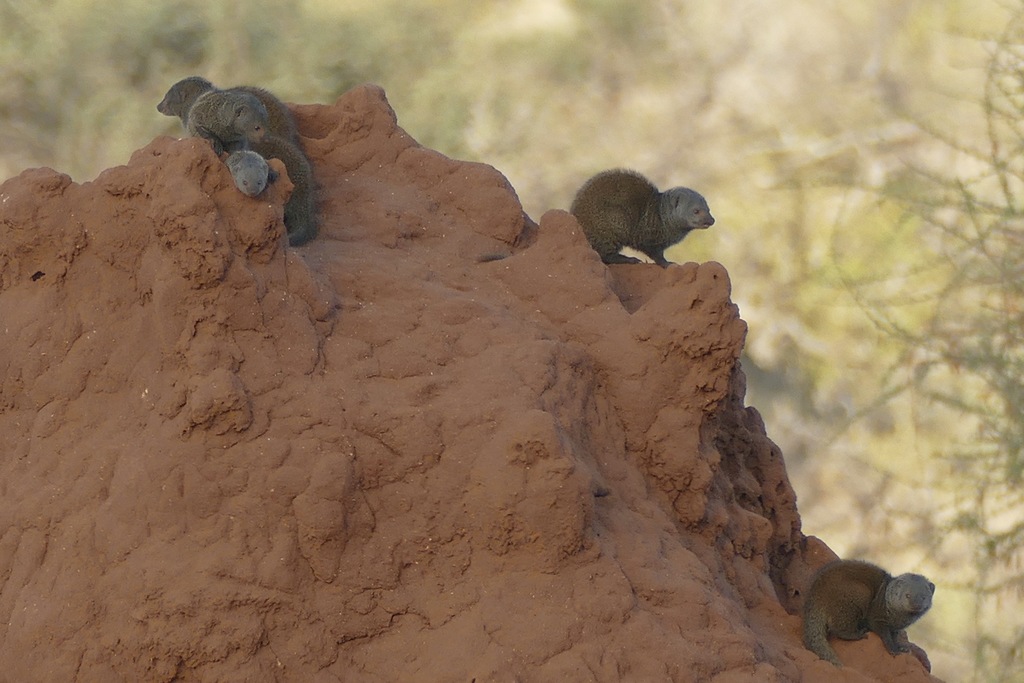 Common Dwarf Mongoose from Samburu Kenya on December 13, 2020 at 10:59 ...