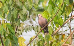 Streptopelia semitorquata