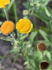 Pulicaria scabra